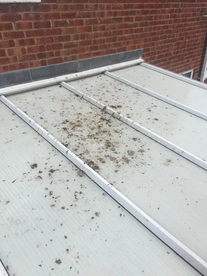 Roof Cleaning Before