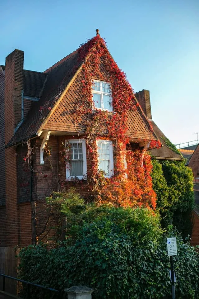 Professional Window Cleaning Services